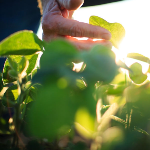 Closeup farmer examining soybean plant