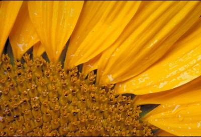 Sunflower closeup - partial bloom
