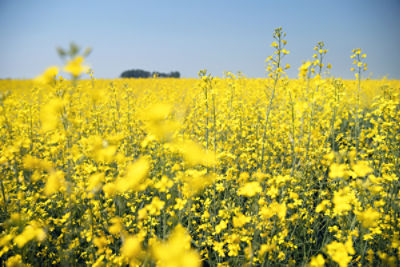 canola field