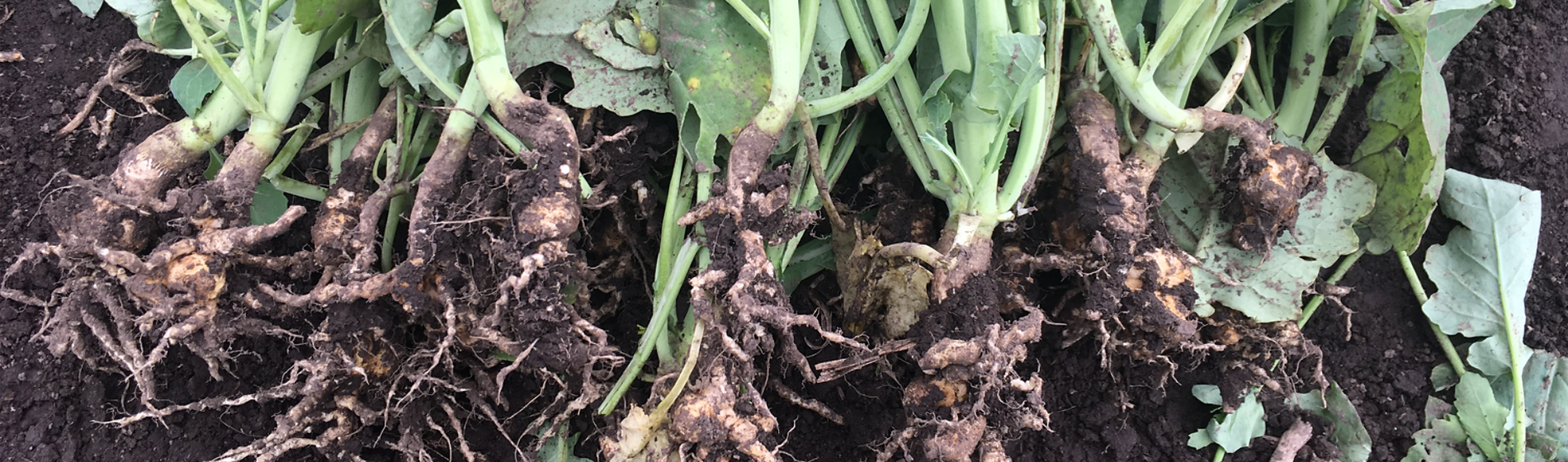 clubroot