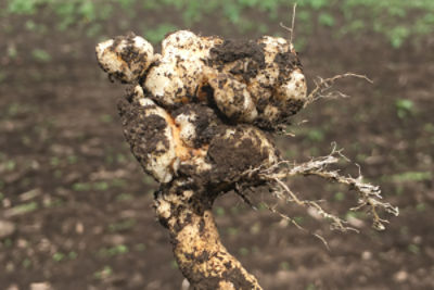 clubroot in canola