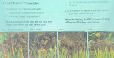 Clubroot management strategies  