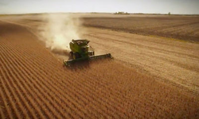 harvesting soybeans