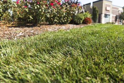 Image of lawn and ornamentals in a commercial space