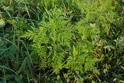 Common Ragweed