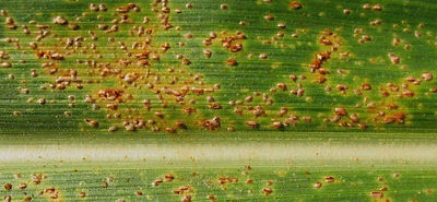 Common rust