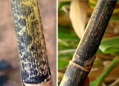 Décoloration externe des tiges causée par l’anthracnose. 