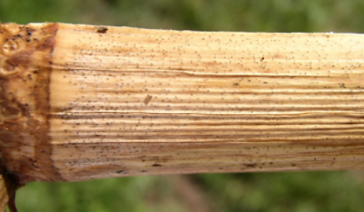 Tige de maïs présentant les symptômes de pourriture par Diplodia. Notez les pycnides sur les nœuds de la tige de maïs.