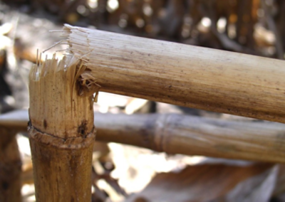 Tiges de maïs cassées par une infection due à la pourriture des tiges Diplodia.
