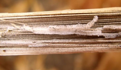 Les minuscules sclérotes noirs sur les brins vasculaires de la moelle déchiquetée sont un signe caractéristique de la pourriture du charbon de bois.