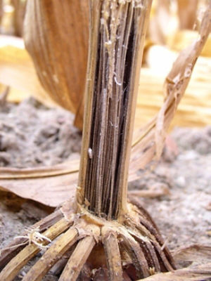 La pourriture charbonneuse commence par une infection des racines. Elle se propage aux entre-nœuds inférieurs de la tige.