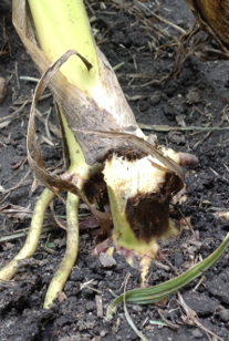 Rupture des tiges et lésions sombres sur les nœuds inférieurs des plants affectés par la pourriture de la tige causée par Physoderma.