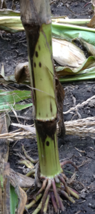 Rupture des tiges et lésions sombres sur les nœuds inférieurs des plants affectés par la pourriture de la tige causée par Physoderma.