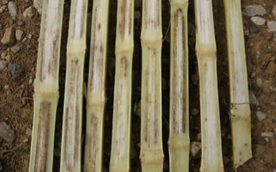 Symptômes internes de l’anthracnose sur les tiges. 