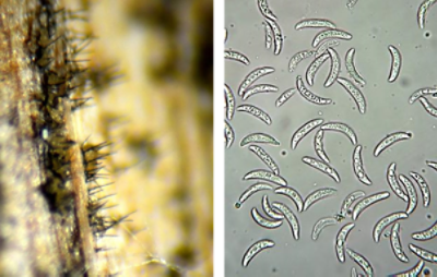 À gauche : Soies visibles sur la surface de la tige à l’aide d’une loupe.  A droite : spores d’anthracnose incurvées vues au microscope. 