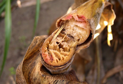 Rupture de la tige à la hauteur du nœud causée par Gibberella.
