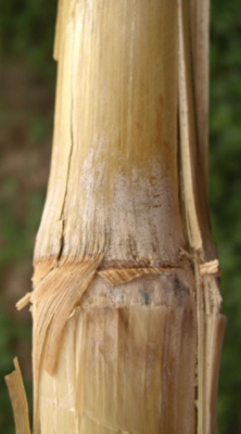 Symptômes externes et internes de la pourriture fusarienne de la tige.