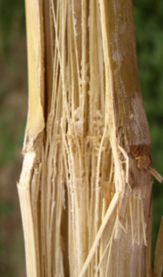 Symptômes externes et internes de la pourriture fusarienne de la tige.