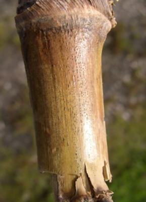 Diplodia, pourriture de la tige