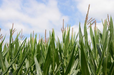 Vorceed Enlist comes with three modes of action for below-ground pests and three modes of action for above-ground pests.