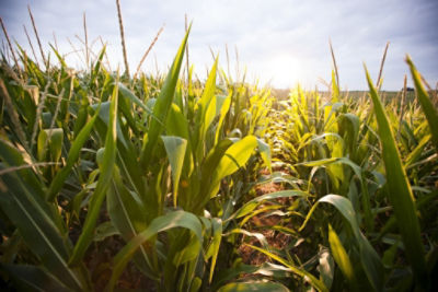 Corn at sunrise