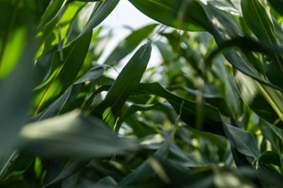 corn