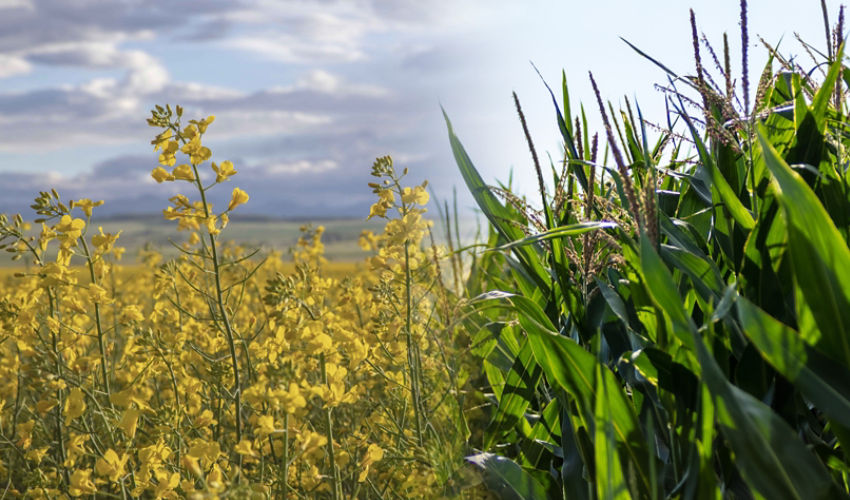 canola and corn in field
