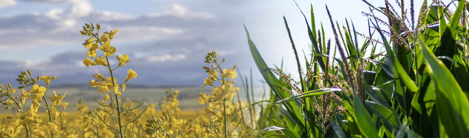 canola and corn