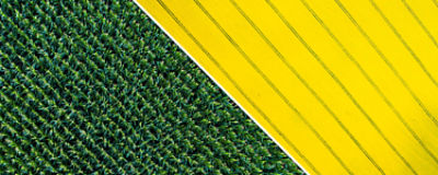corn and canola