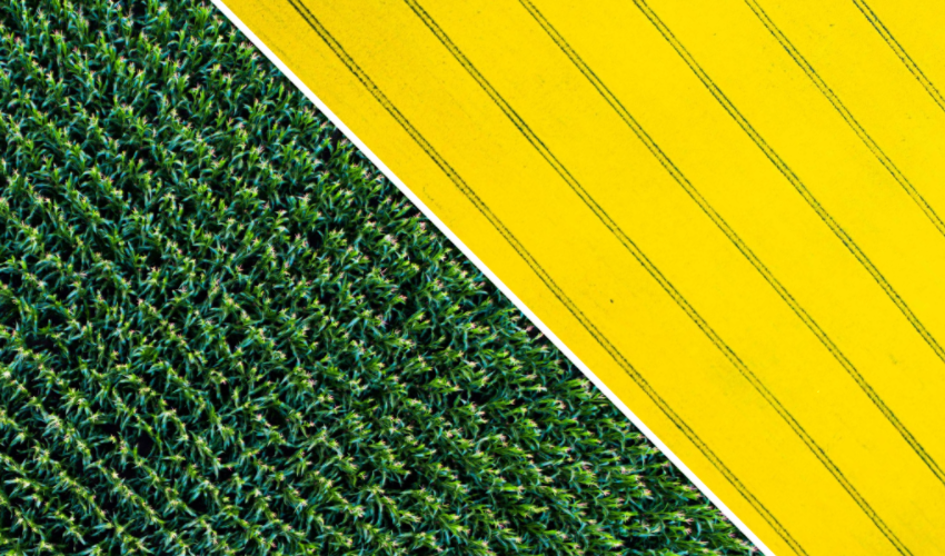 corn and canola