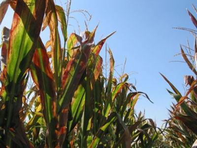 Corn Stunt Disease in the U.S.