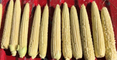 Crop Tour 2019 - Corn Ears Side-by-Side Comparison