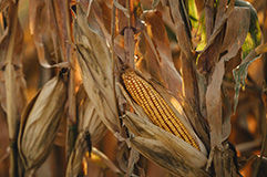 Superior Performance. Again.