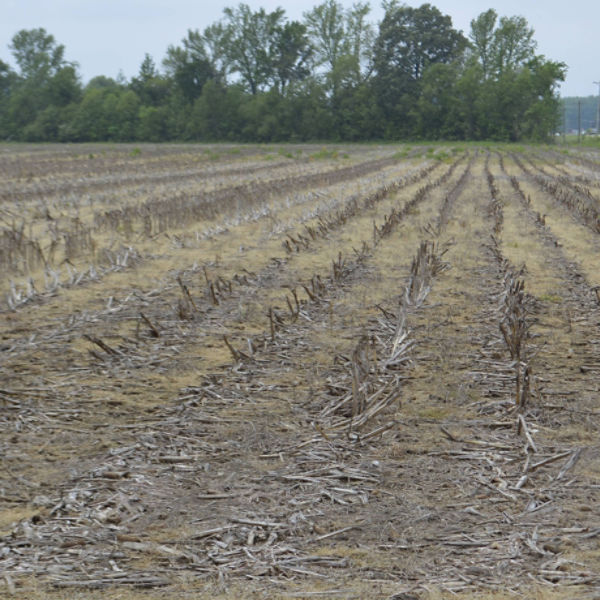 Corn field after burndown