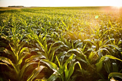 Corn field at sunrise