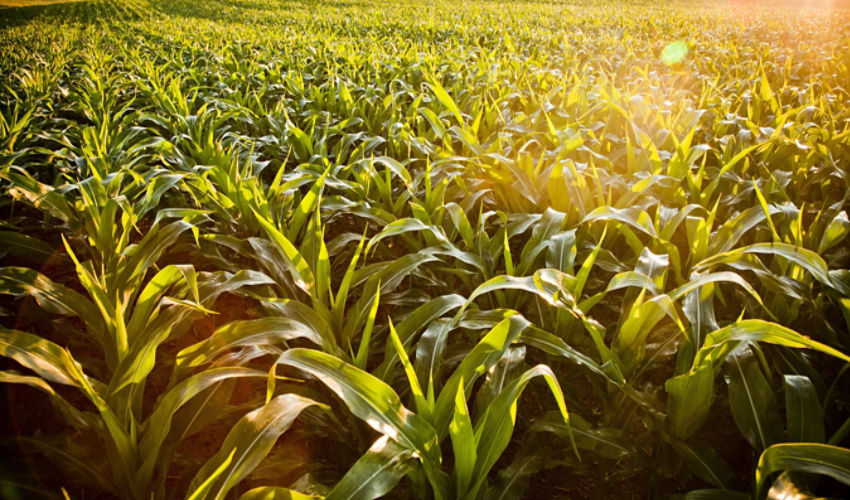 Corn field at sunrise