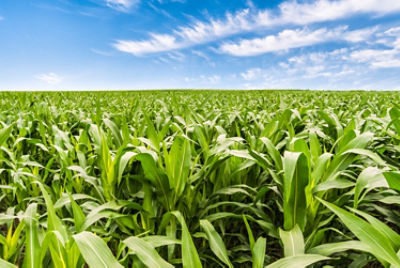 corn field