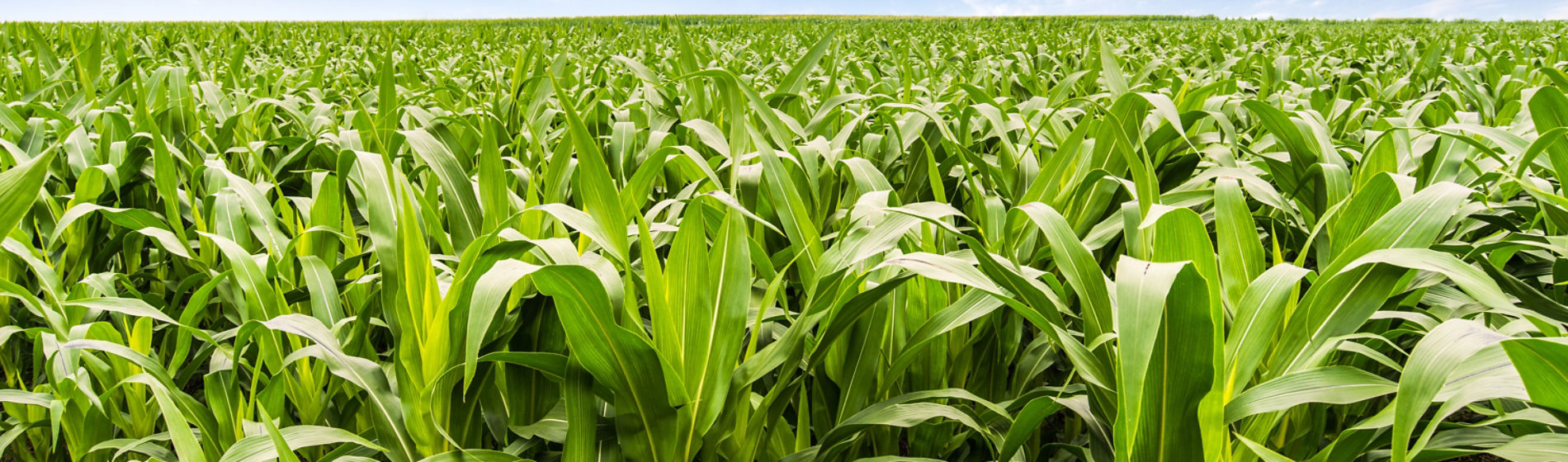 corn field