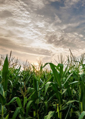 Sunset Corn field