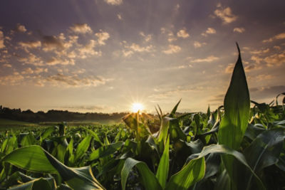 Corn field at sunset