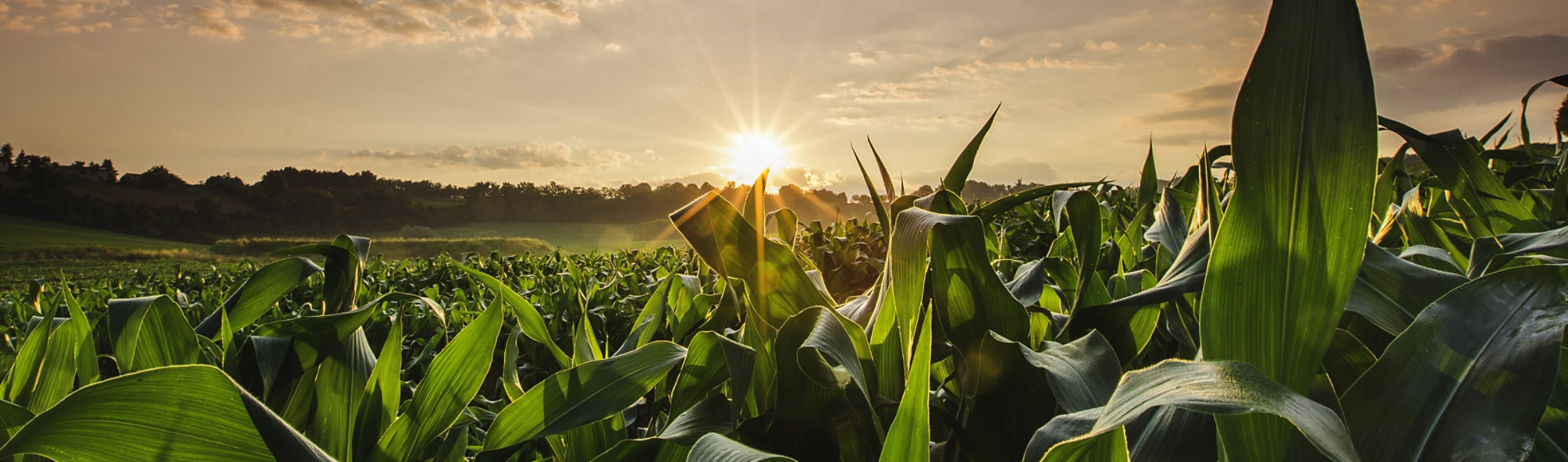 Corn field at sunset