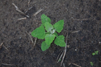 Weed in corn field