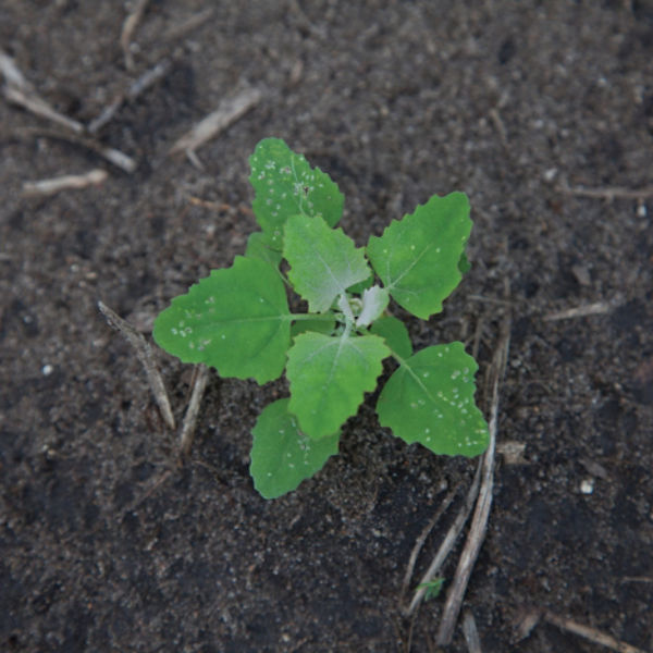 Weed in corn field