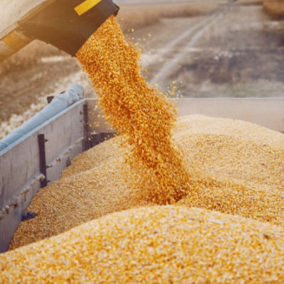 grain pouring into bin