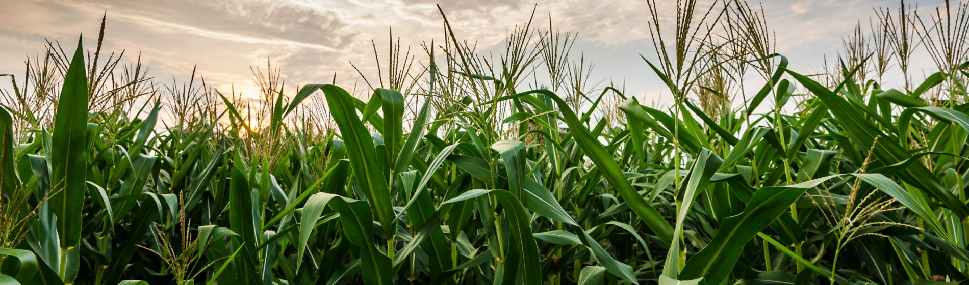 corn