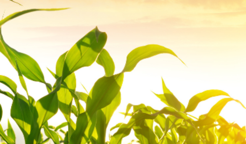 corn growing during sunrise