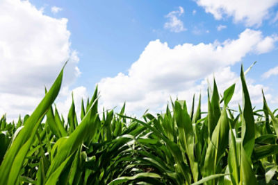 The #1 Corn Seed Brand