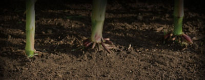corn roots