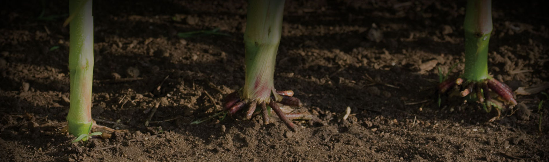 corn roots