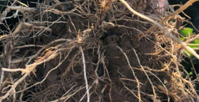 Crop Tour - Corn roots damaged from sidewall compaction